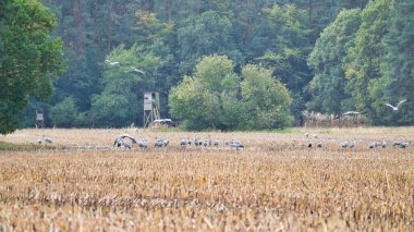 Turnalar bir ormanın önündeki hasat edilmiş mısır tarlasında dinlenme yerindeler. Göçmen kuşlar besleniyor. Vahşi hayvanlar Darss 'ın doğasında