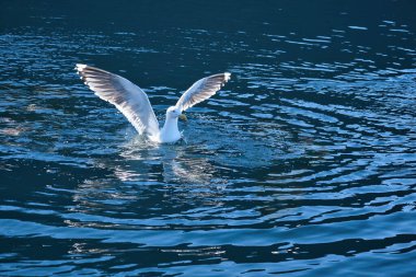 Norveç 'te bir fiyortta sudaki martılar. Gün ışığı denizde parlıyor. İskandinavya 'dan hayvan fotoğrafı