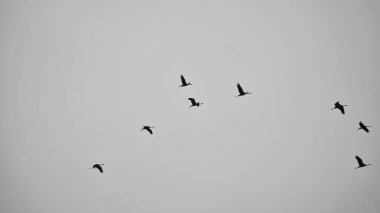 Turnalar havada V şeklinde uçar. Darss 'taki göçmen kuşlar. Siyah beyaz çekiliyor..