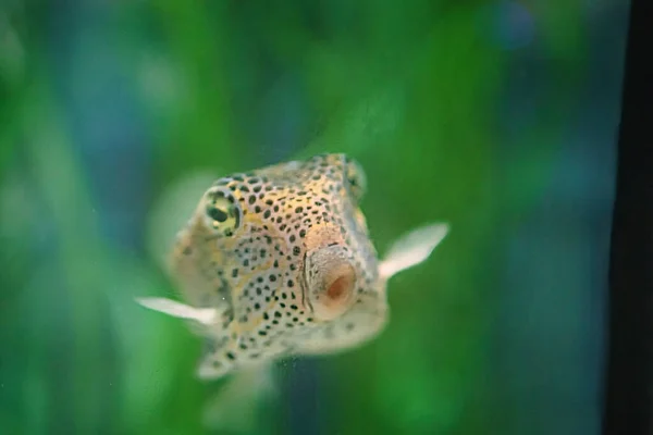 small spotted puffer fish in green salt water. Fish species from the sea. Close-up of an underwater animal