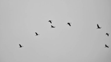 Turnalar havada V şeklinde uçar. Darss 'taki göçmen kuşlar. Siyah beyaz çekiliyor..