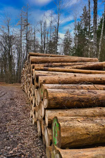 Stacked Tree Trunks Side Road Forest Tree Material Renewable Energy Stock Image