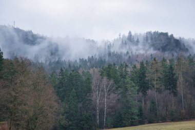 Elbe Kumtaşı Dağları 'ndaki bir dağda sisli bir orman. Köknar ağaçları arasındaki kasvetli atmosfer. Almanya 'dan manzara