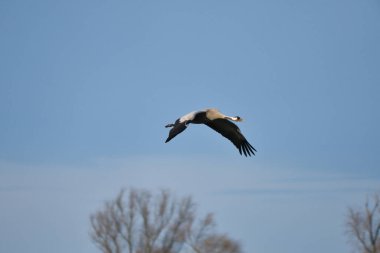 Ağaçların önündeki mavi gökyüzünde turnalar uçar. Darss 'taki göçmen kuşlar. Almanya 'da vahşi yaşam fotoğrafı