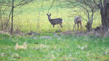 Çayırda geyik, özen ve beslenme. Çalıların arasında gizlenmiş. Doğadan hayvan fotoğrafı.