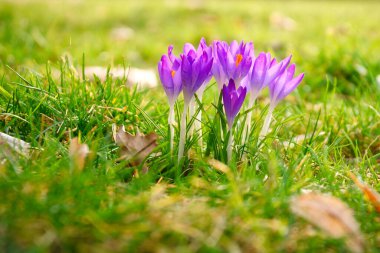 Yumuşak, ılık ışıkta bir çayırda timsahlar. İlkbaharı müjdeleyen bahar çiçekleri. Çiçek resmi
