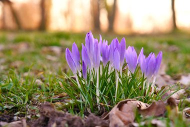 Crocuses in a meadow in soft warm light. Spring flowers that herald spring. Flowers picture clipart