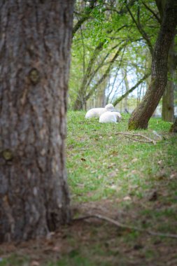 Easter lambs lying between trees in a green meadow. White wool on a farm animal on a farm. Animal photo of a mammal clipart