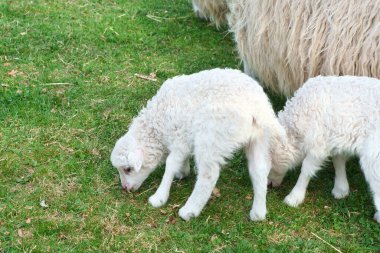 Easter lambs on a green meadow. White wool on a farm animal on a farm. Animal photo of a mammal clipart