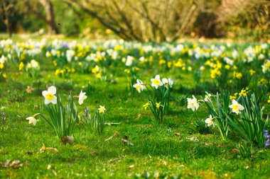 Paskalya zamanı çayırda nergisler. Sarı beyaz çiçekler yeşil çimlerin üzerinde parlıyor. Baharı anons eden erken açan donlar. Bitki fotoğrafı