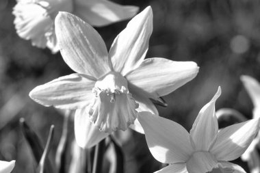 Daffodils in a black and white meadow at Easter time. Flowers glow. Early bloomers that herald the arrival of spring. Photo plants clipart