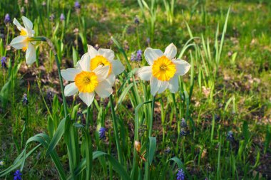 Daffodils at Easter time on a meadow. Yellow white flowers shine against the green grass. Early bloomers that announce the spring. Plants photo clipart