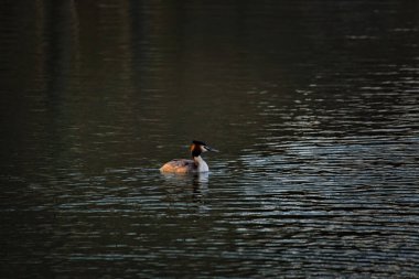 Gölün üzerinde ışık dalgaları ve yandan gelen ışıkla birlikte yüzen büyük ibikli yağ tabakası. Doğadaki vahşi hayvan.