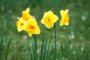 Daffodils at Easter time on a meadow. Yellow flowers shine against the green grass. Early bloomers that announce the spring. Plants photo clipart