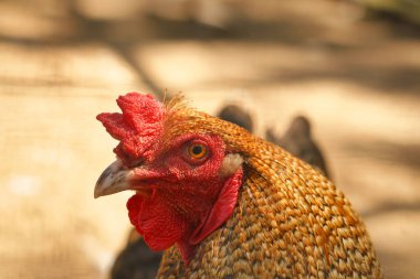 Kahverengi tavuk ve kırmızı tarak. Çiftlikteki bir çiftlik hayvanı. Tüyler ve gaga, bir kuşun portresi. Hayvan fotoğrafı.