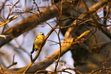 Blue tit on a branch in a tree at sunset. Bird species finch. Colorful bird from the animal world. Animal photograph from nature