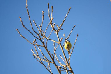 Blue tit on a branch of a tree in front of a blue sky. Bird species finch. Colorful bird from the animal world. Animal photograph from nature