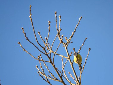 Blue tit on a branch of a tree in front of a blue sky. Bird species finch. Colorful bird from the animal world. Animal photograph from nature