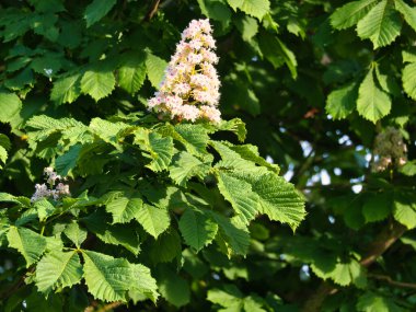 Bir kestane ağacının dalında kestane çiçeği. Hançerin üzerinde beyaz çiçek var. Bir çiçek resmi.