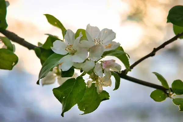 Apple blossoms on the branch of an apple tree. Fruit tree with buds and white-purple petals. Evening mood with warm light. Photo from agriculture