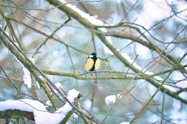 Great tit on snow-covered branches in a shrub. Bird species with black head and breast. Finch species. Animal photo from nature