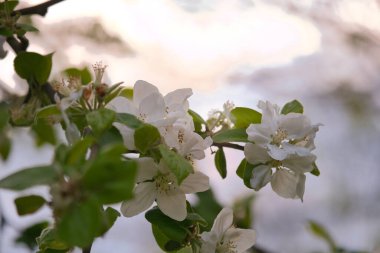 Elma ağacının dalında elma çiçek açar. Tomurcukları ve beyaz mor yaprakları olan meyve ağacı. Sıcak ışıkla akşam havası. Fotoğraf tarımdan.