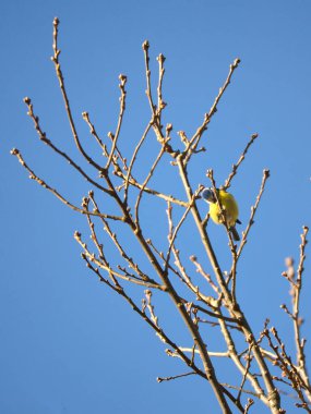 Blue tit on a branch of a tree in front of a blue sky. Bird species finch. Colorful bird from the animal world. Animal photograph from nature