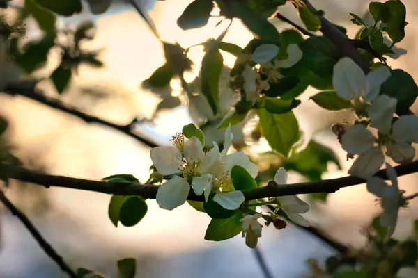 Apple blossoms on the branch of an apple tree. Fruit tree with buds and white-purple petals. Evening mood with warm light. Photo from agriculture