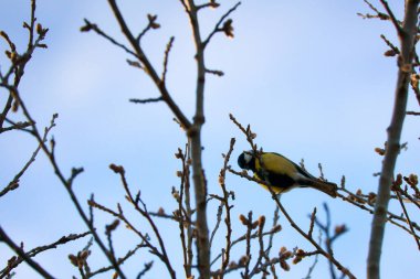 Great tit on branches in a bush. Bird species with black head and breast. Finch species. Animal photo from nature