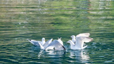 Norveç fiyortunun berrak sularındaki martılar. Deniz kuşlarının hareketlerinde su damlaları dalgalanır. İskandinavya 'dan hayvan fotoğrafı