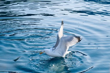 Norveç fiyortunun berrak sularındaki martılar. Deniz kuşlarının hareketlerinde su damlaları dalgalanır. İskandinavya 'dan hayvan fotoğrafı