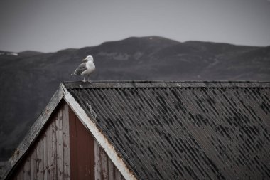 Norveç 'te bir balıkçının evindeki martı. İskandinavya 'daki deniz kuşu. Kuzeydeki doğadan bir hayvan fotoğrafı.