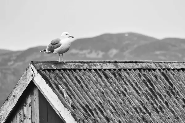 Norveç 'te siyah beyaz bir balıkçının evindeki martı. İskandinavya 'daki deniz kuşu. Kuzeydeki doğadan bir hayvan fotoğrafı.