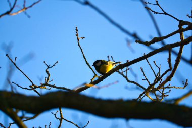 Great tit on branches in a bush. Bird species with black head and breast. Finch species. Animal photo from nature