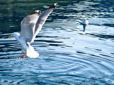 Norveç fiyortunun berrak sularındaki martılar. Deniz kuşlarının hareketlerinde su damlaları dalgalanır. İskandinavya 'dan hayvan fotoğrafı