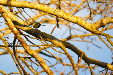 Great tit on branches in a bush. Bird species with black head and breast. Finch species. Animal photo from nature