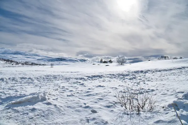 Gün batımı, aydınlık denizde yüzen kuğular. Işık dalgaları. Baltık Denizi 'ndeki Poel Adası. Sahildeki doğa fotoğrafı.