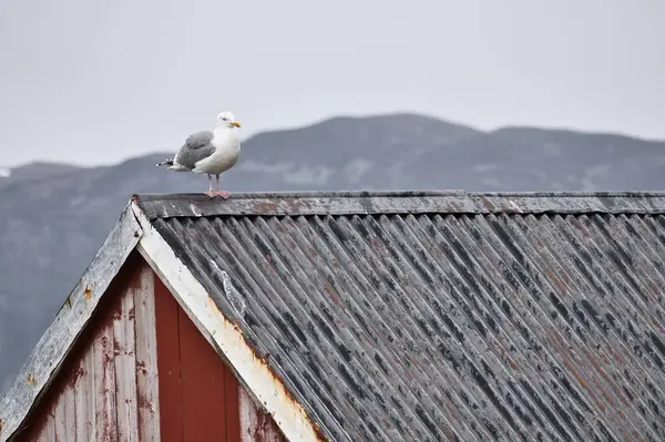 Norveç 'te bir balıkçının evindeki martı. İskandinavya 'daki deniz kuşu. Kuzeydeki doğadan bir hayvan fotoğrafı.