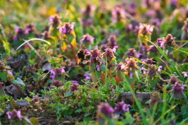 Nektar toplamak için güneş ışığıyla aydınlatılmış bir çayırda yaban arısı. Gün batımında sıcak bir ışık. Doğada polen saçan böcekler. Hayvan fotoğrafı.