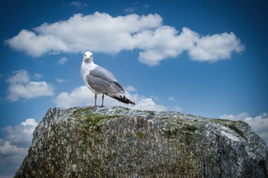 Norveç 'te bir fiyordun önündeki taşın üzerinde martı. İskandinavya 'daki deniz kuşu. Kuzeydeki doğadan bir hayvan fotoğrafı.