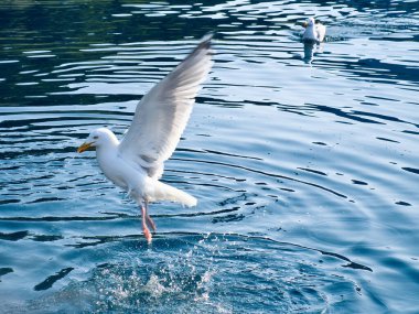 Norveç fiyortunun berrak sularındaki martılar. Deniz kuşlarının hareketlerinde su damlaları dalgalanır. İskandinavya 'dan hayvan fotoğrafı