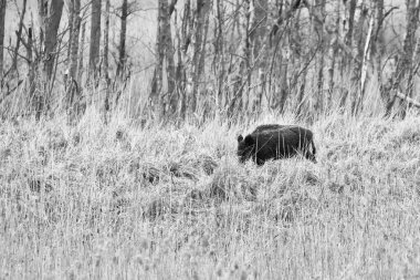 Ormanın önündeki yaban domuzu. Doğa koruma alanındaki çayırda küçük ağaçlar var. Vahşi hayvanlar vahşi doğada.