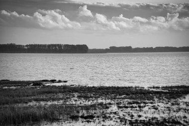 Black and white photo of the Bodden in Zingst on the Baltic Sea peninsula. Bodden landscape with meadows. Nature reserve on the coast. Landscape photograph clipart