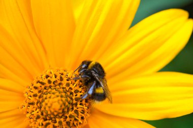 Çiçekten nektar toplayan yabanarısı. Doğasında polen olan bir çiçek üzerindeki böcek. Hayvan fotoğrafı.