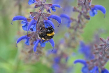 Nektar toplamak için bir çiçeğin üzerindeki yaban arısı. Doğada polen saçan böcekler. Hayvan fotoğrafı.