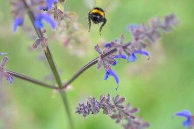 Yabanarısı nektar toplamak için bir çiçeğe uçar. Doğada polen saçan böcekler. Hayvan fotoğrafı.