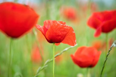 Kırmızı yapraklı bir çayırda mısır haşhaşı. Doğadan gelen kır çiçeği. Yeşil çevrede kırmızı noktalar