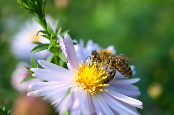 stock image Honey bee collecting nectar on a flower. Insect photo from nature. Animal Photo