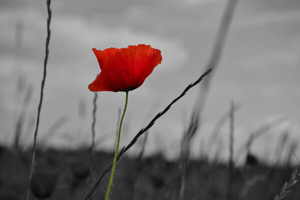 Corn poppy in a summer meadow with red petals as a monochrome image. Wildflower from nature. Red splashes of color in green surroundings