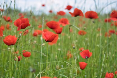 Mısır tarlasında kırmızı yapraklı mısır haşhaşı. Yeşil çevrede kırmızı renk lekeleri var. Doğadan gelen yabani çiçek..